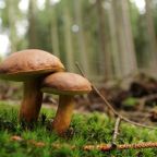 Pilz