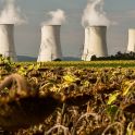 Kernkraftwerk vor vertrockneten Sonnenblumen