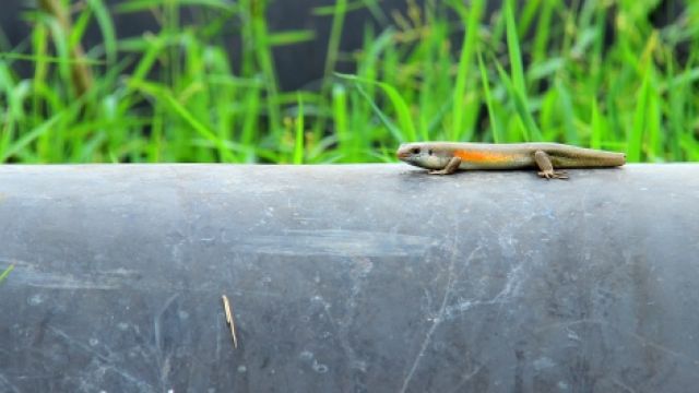 Dekobild Echse auf Rohrleitung