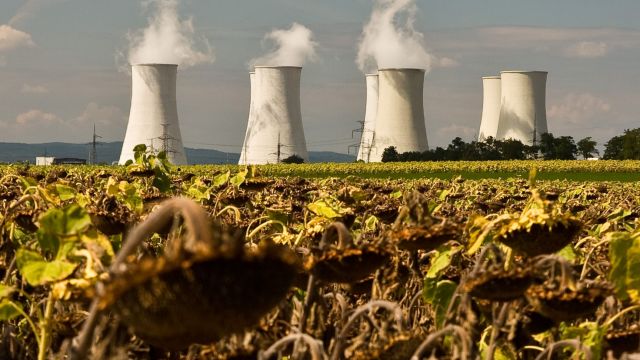 Kernkraftwerk vor vertrockneten Sonnenblumen Kernkraftwerk vor vertrockneten Sonnenblumen
