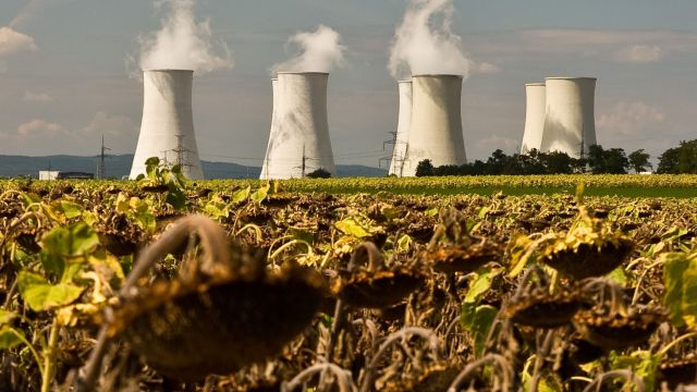 Kernkraftwerk vor vertrockneten Sonnenblumen